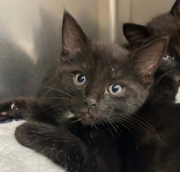 Photo of Salem