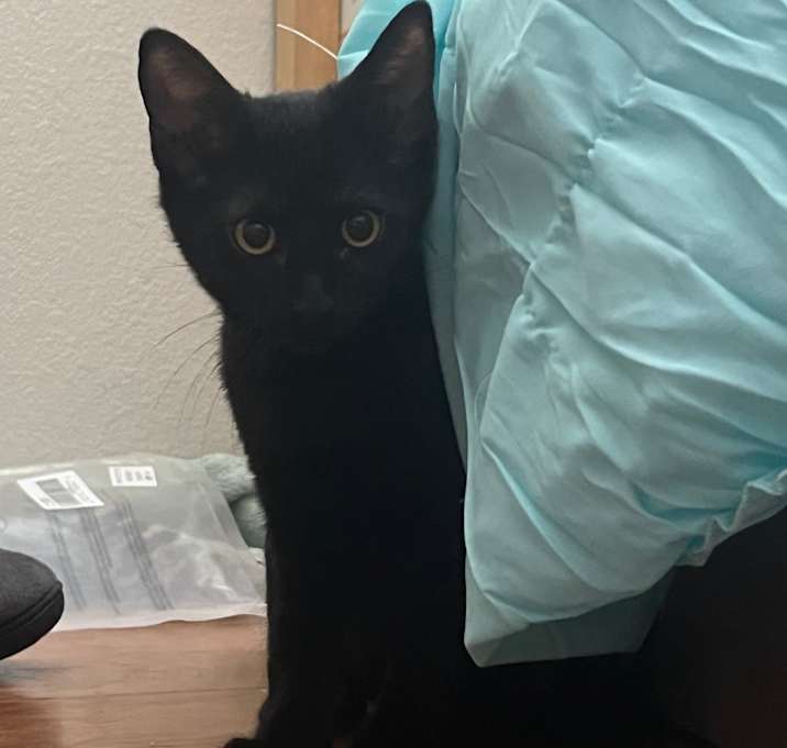Photo of Oreo