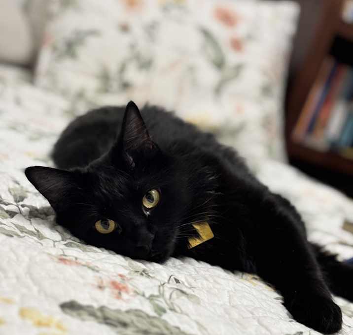 Photo of Pixel