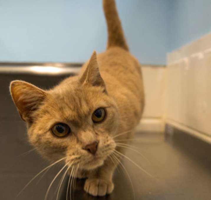 Photo of Soot