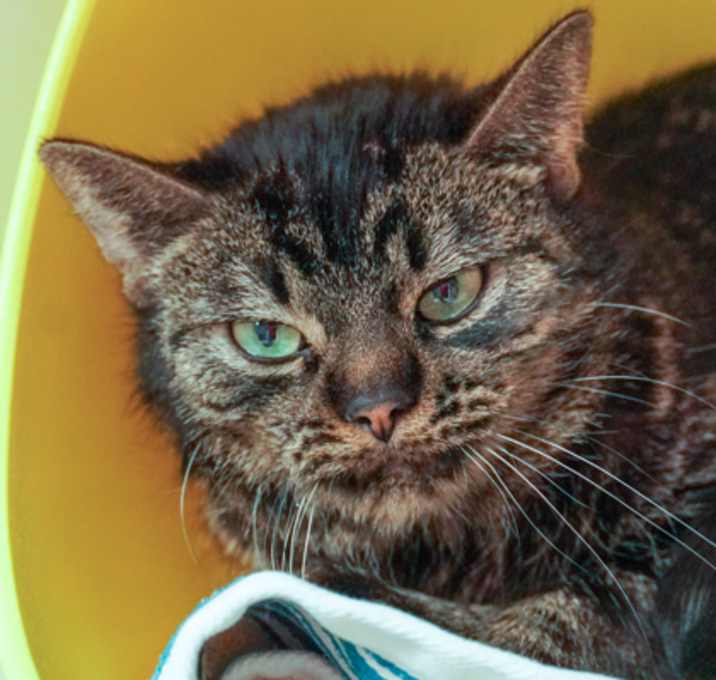 Photo of Mocha
