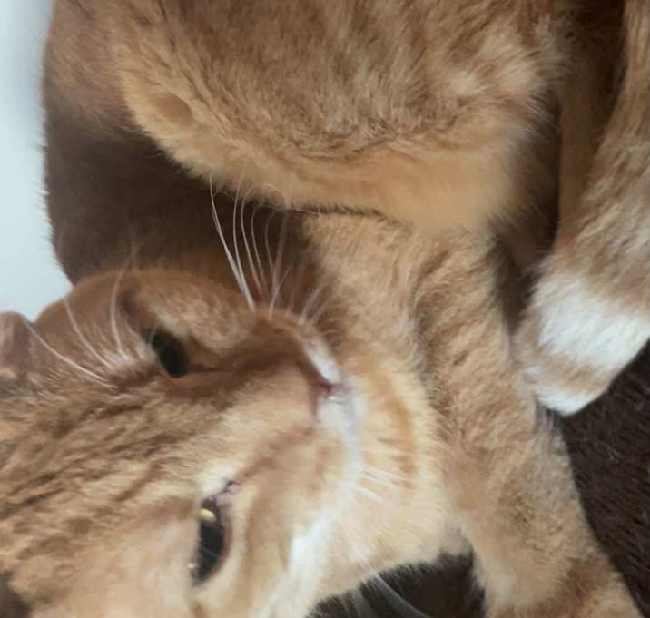 Photo of Knuckles