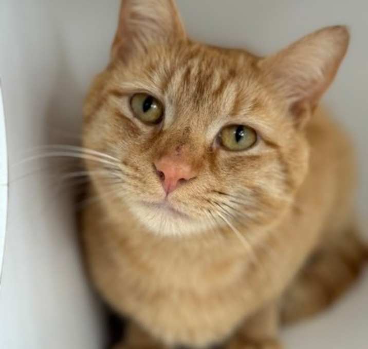 Photo of Archie