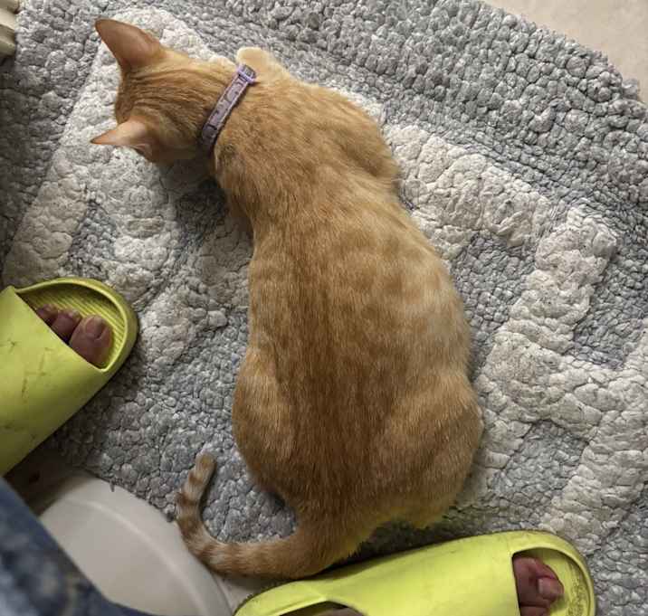 Photo of Ginger