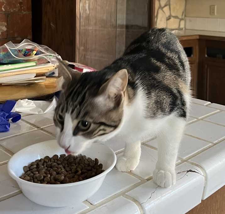 Photo of Cat 1