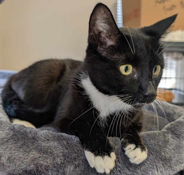 Photo of Miss Kitty