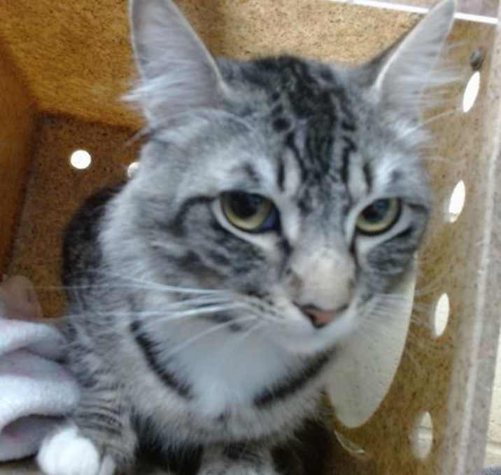 Photo of ROCKY