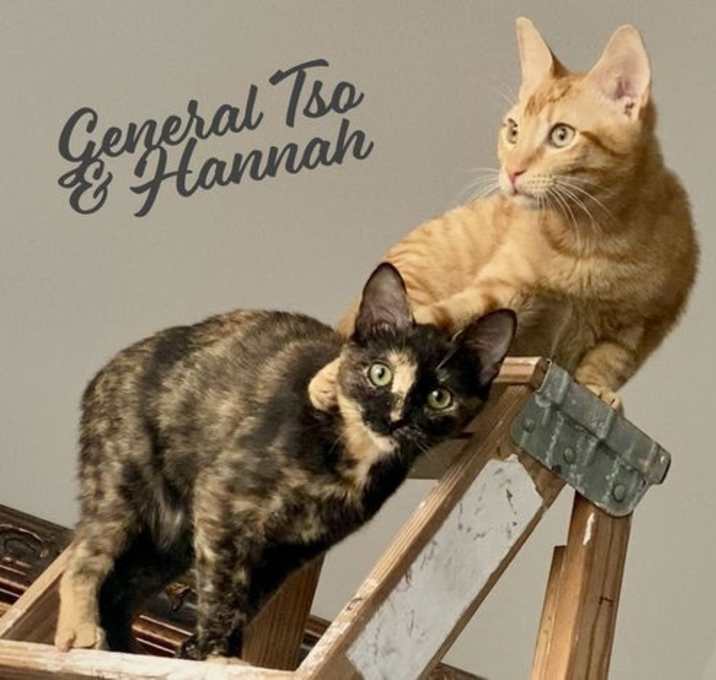 Photo of General Tso & Hannah #bonded-pair
