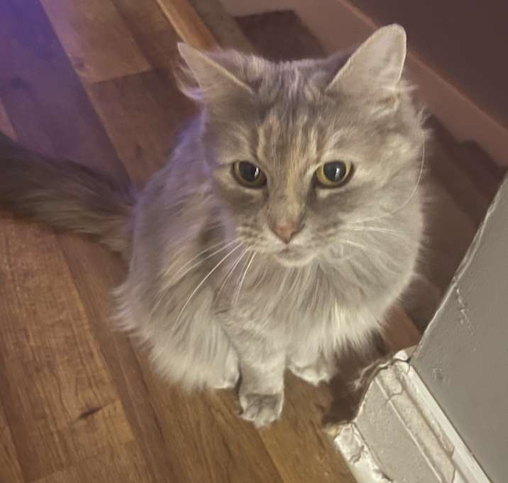 Photo of Violet