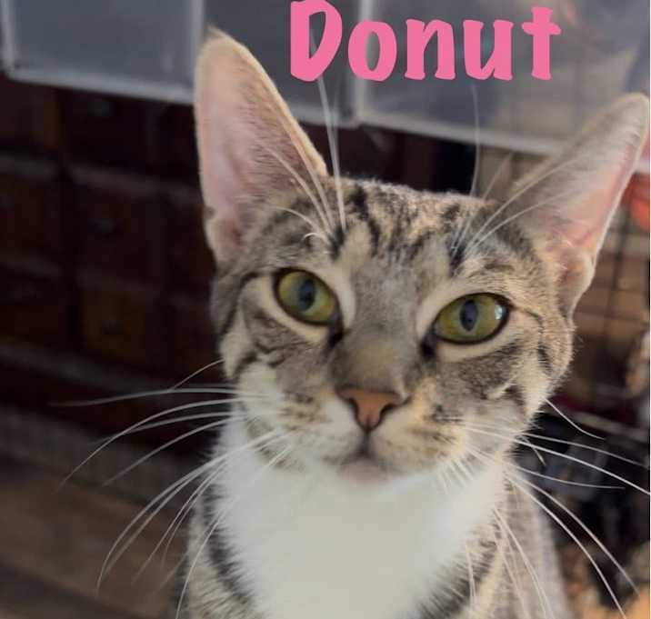 Photo of Donut
