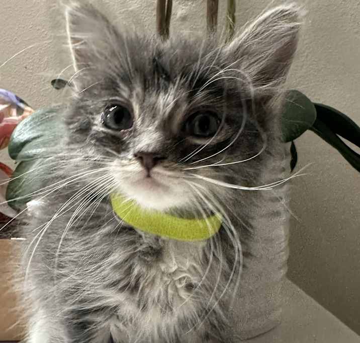 Photo of Finn