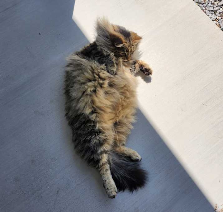 Photo of Fluffy