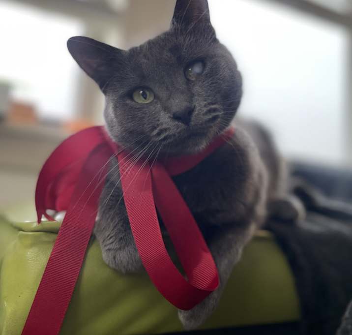 Photo of Gracie