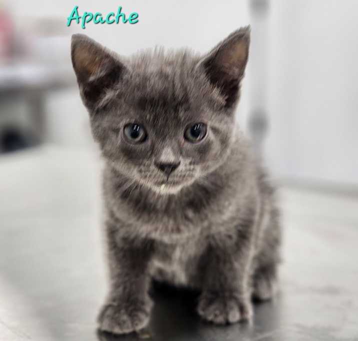 Photo of Apache