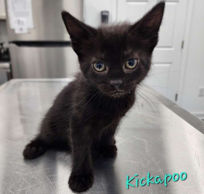 Photo of Kickapoo