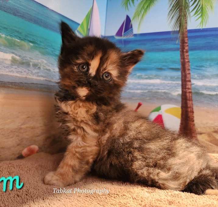 Photo of Storm
