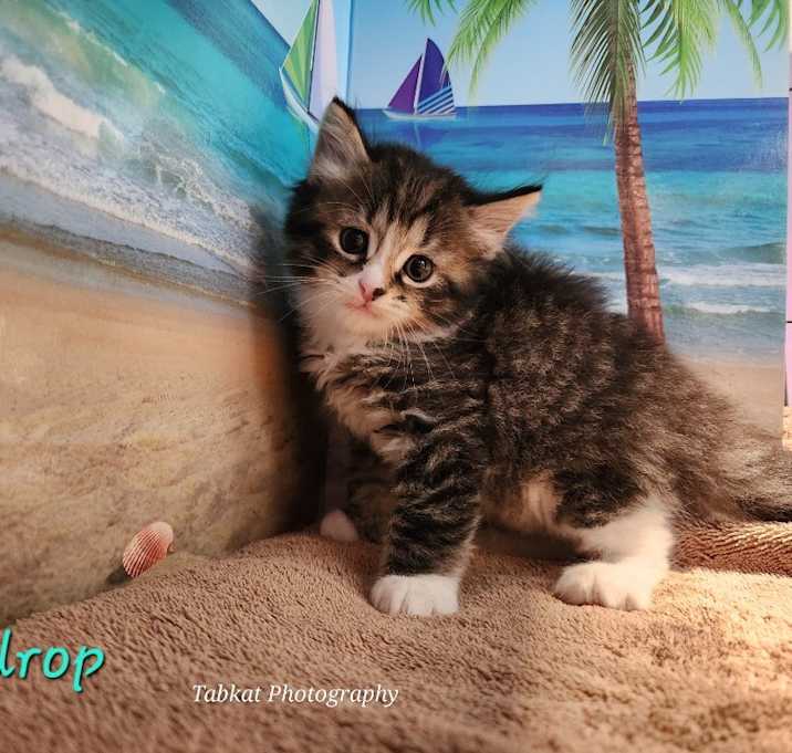 Photo of Raindrop