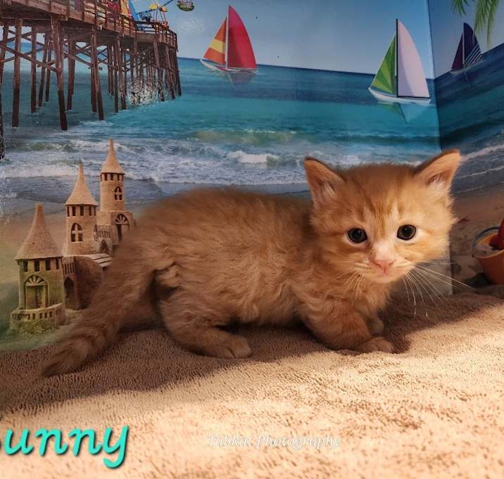 Photo of Sunni