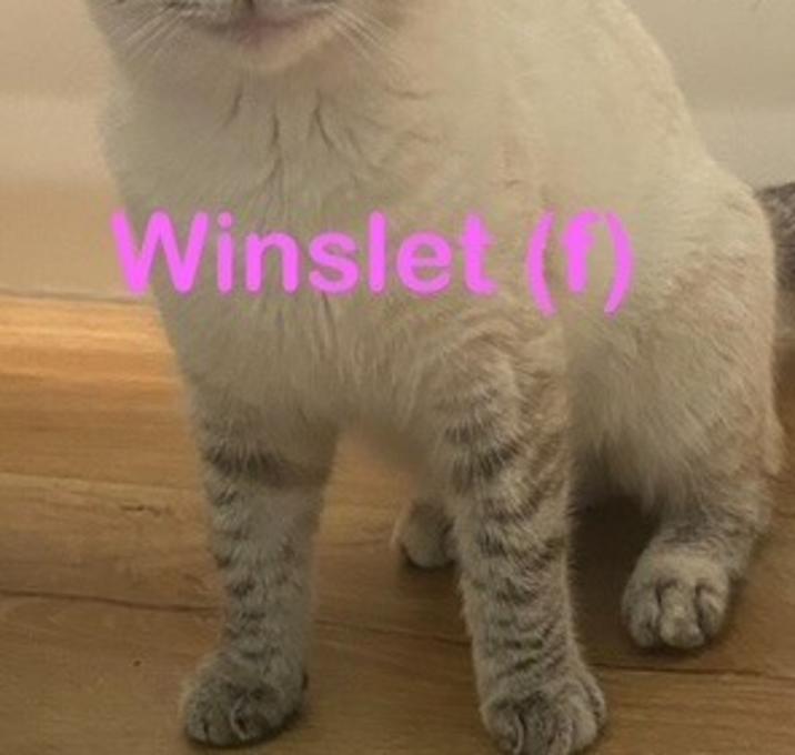 Photo of WINSLET