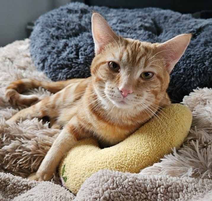 Photo of Spud