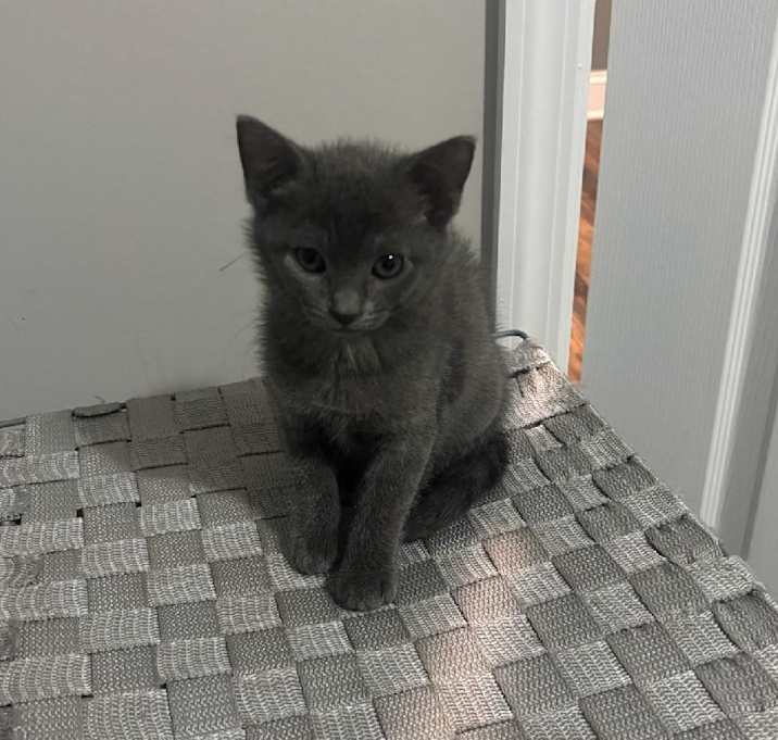 Photo of Gracie