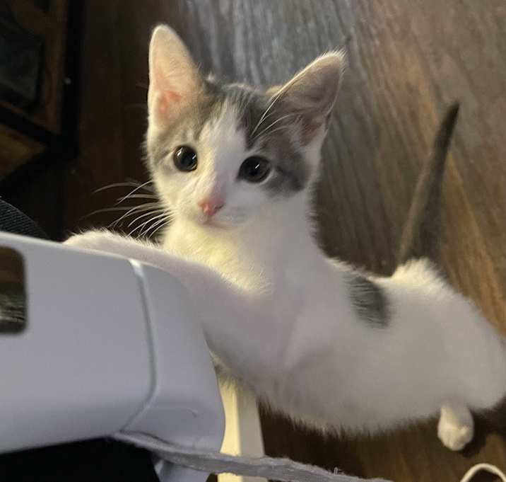 Photo of Ahsoka 7376