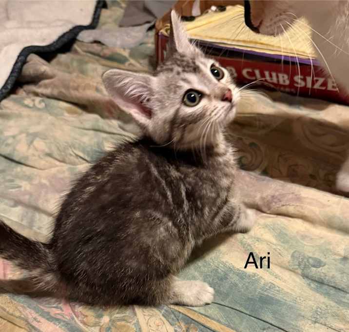 Photo of Ari