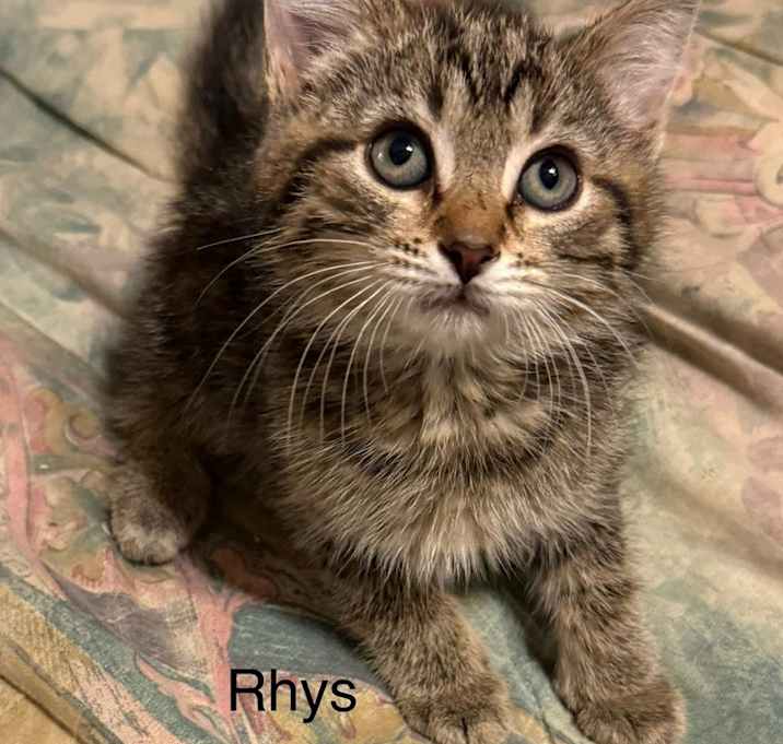 Photo of Rhys