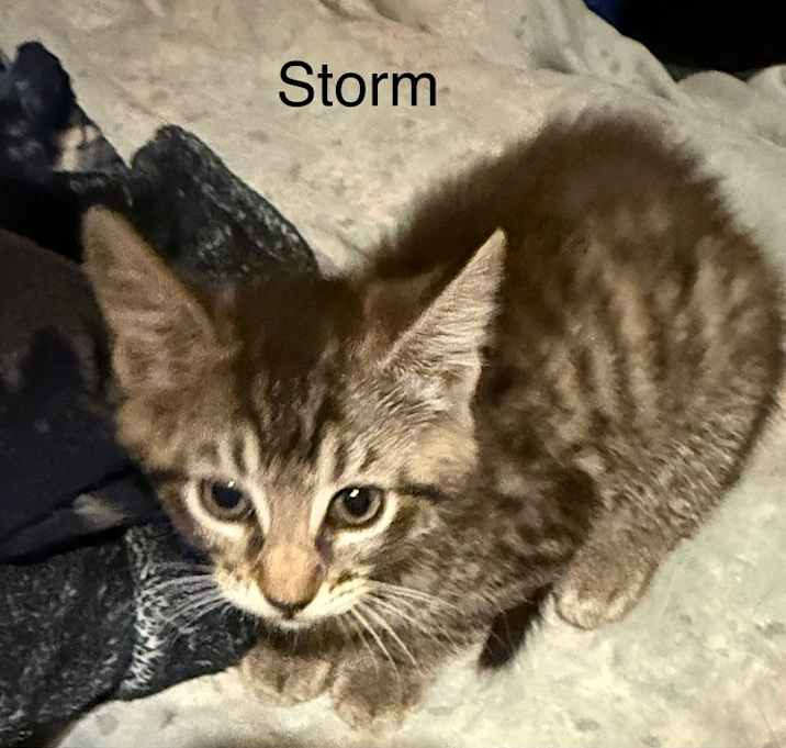 Photo of Storm