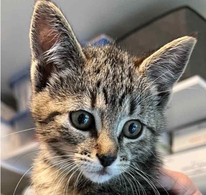 Photo of Hoda Cat B