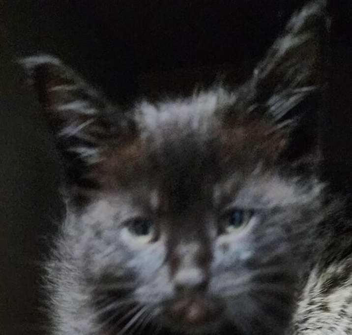 Photo of Bow