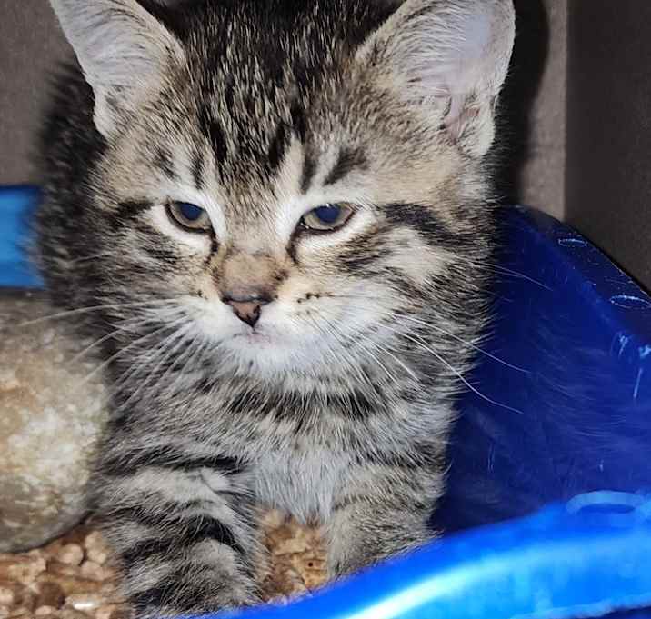 Photo of Mopsy