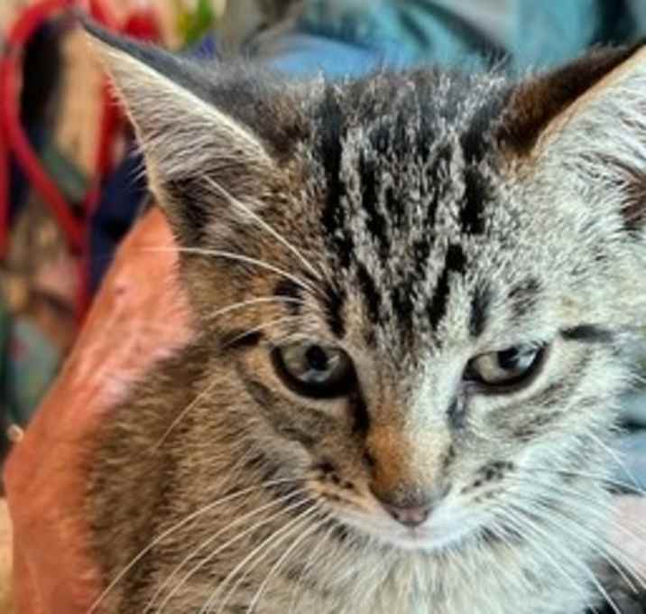 Photo of Cat Stevens