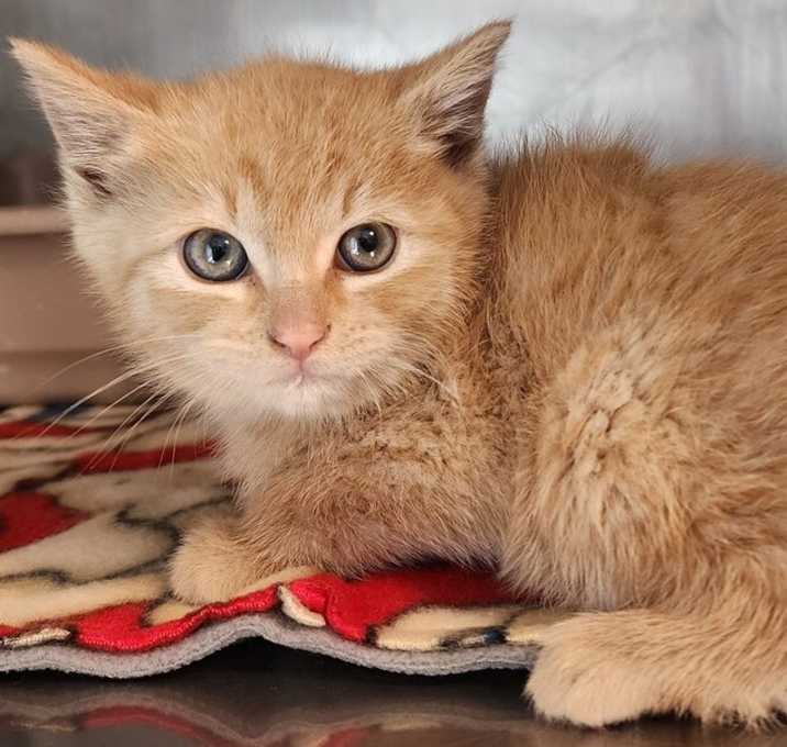 Photo of Cpt. Purrcard