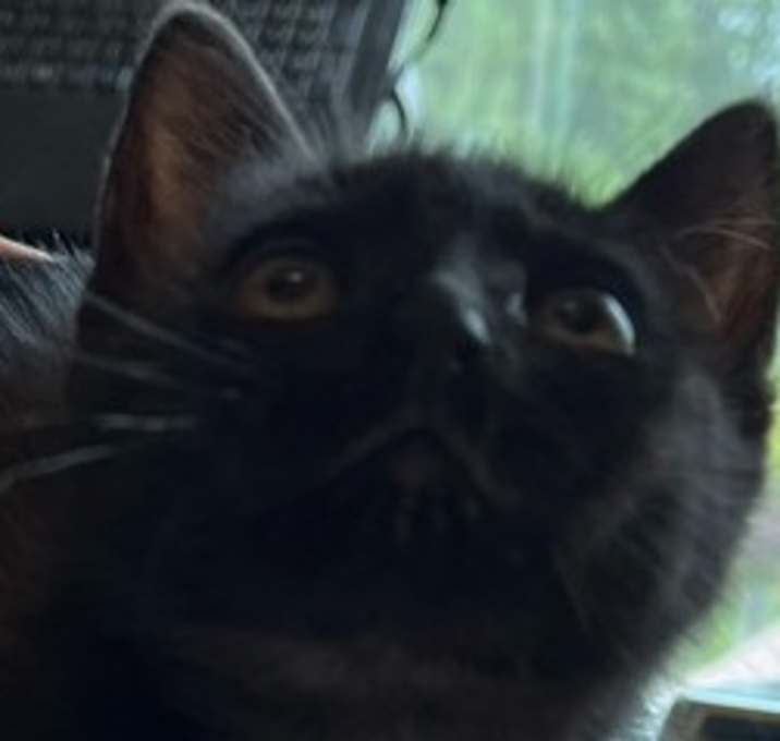 Photo of Catty B
