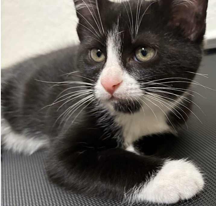 Photo of Chai