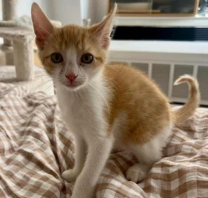 Photo of Mimosa