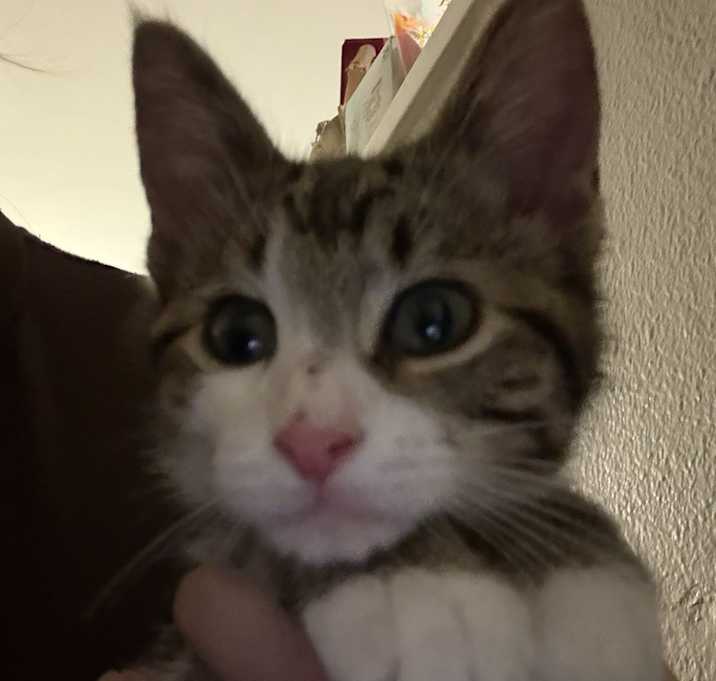 Photo of Chowder