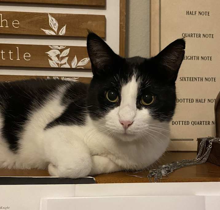 Photo of Brutus