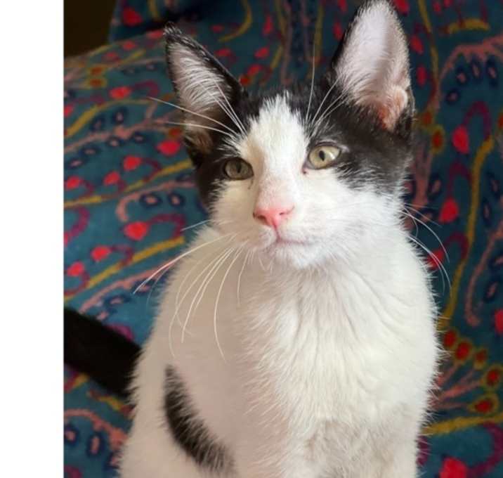 Photo of Domino