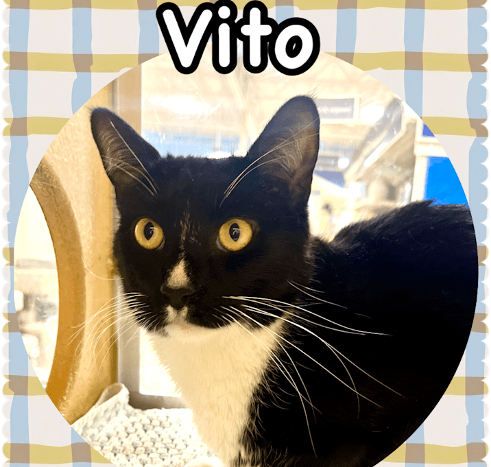 Photo of Vito