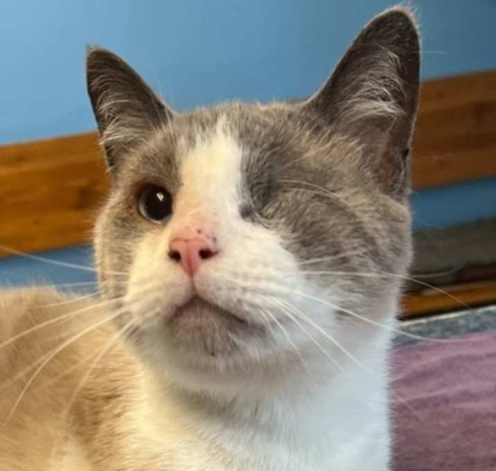 Photo of Odin