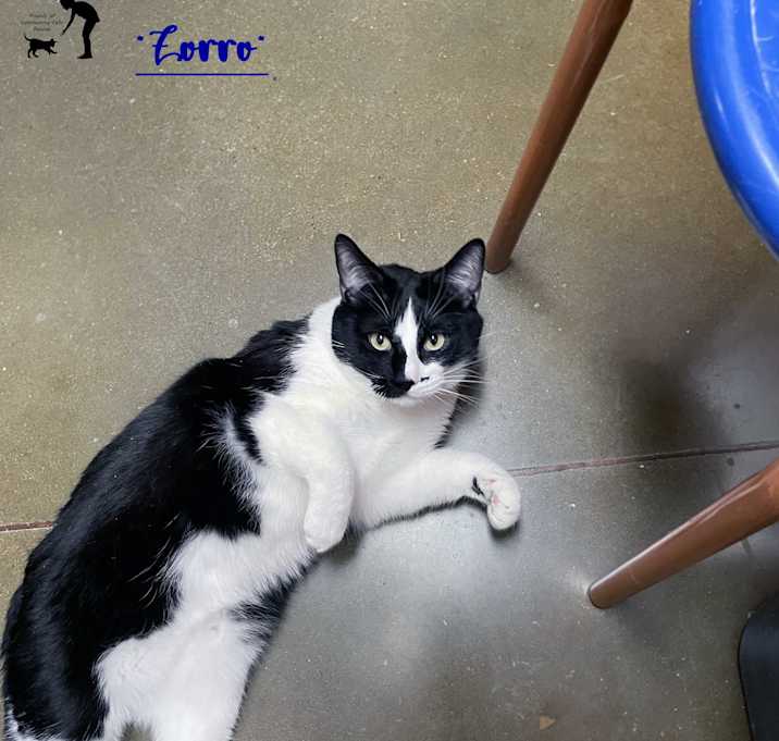 Photo of Zorro