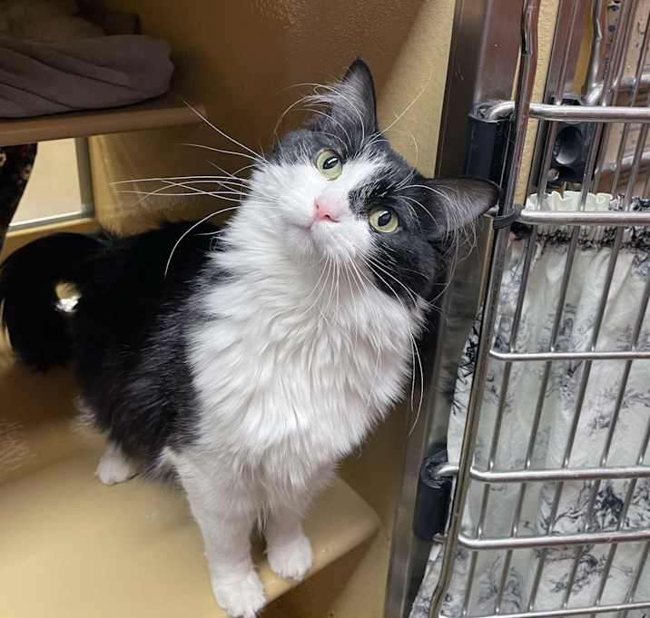 Photo of Ghost
