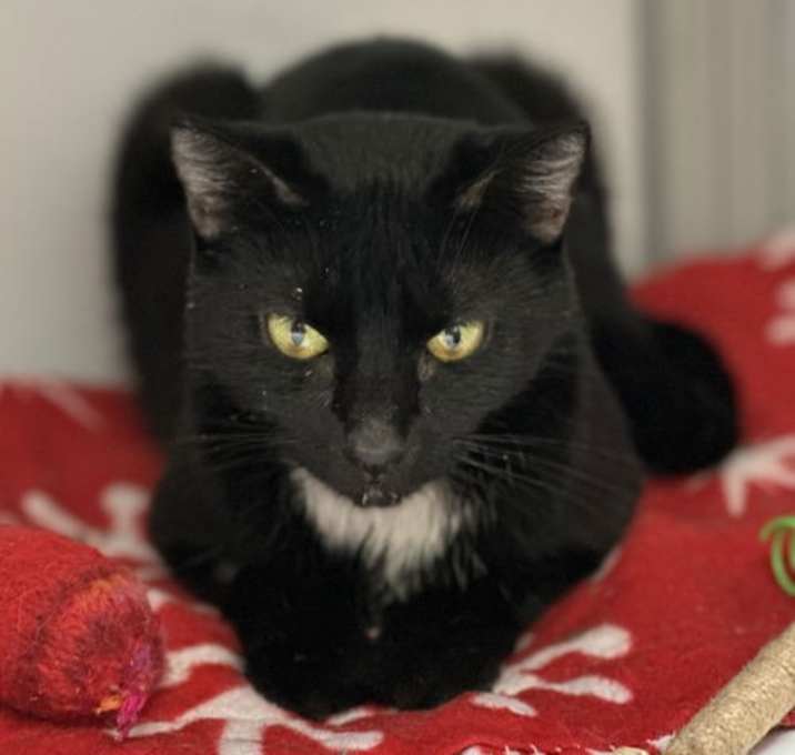Photo of Gilda (kitten)