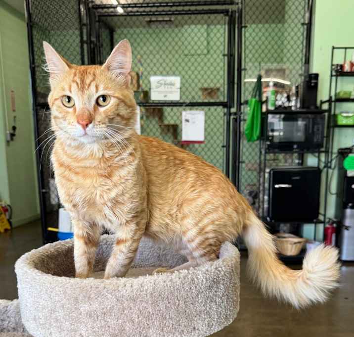 Photo of Atlas