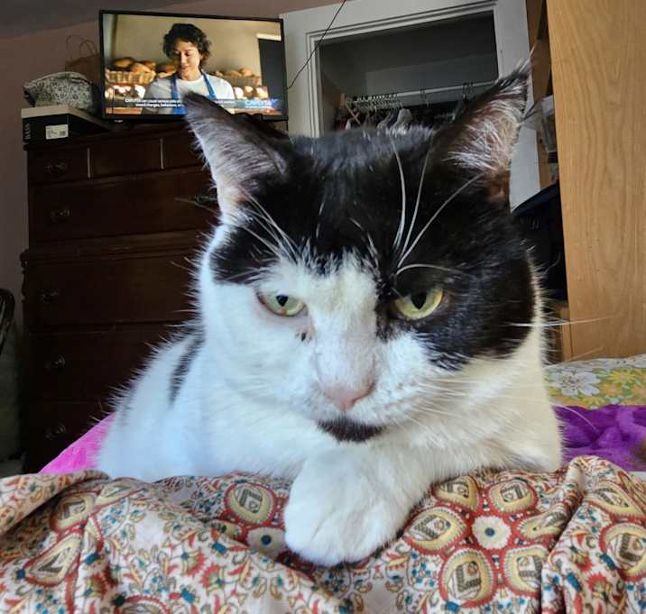 Photo of Felix