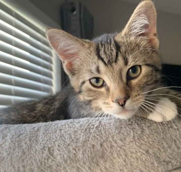 Photo of Love Bug @NIne Lives Cat Cafe
