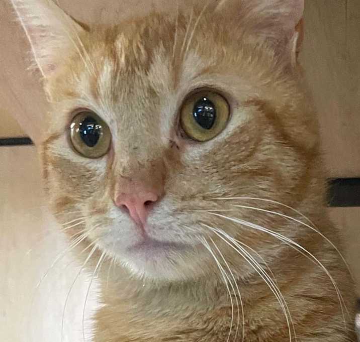 Photo of Mango