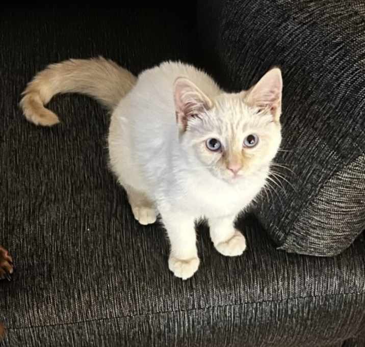 Photo of Scarlett